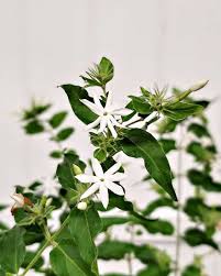 Image result for Jasminum multiflorum