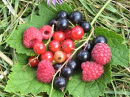 Petits Fruits Valoriser Des Petites Surfaces Biofil Fr