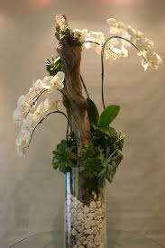 55 Best Orchid Arrangements With Succulents And Driftwood Decomagz Orchideen Orchideen Garten Pflanzen