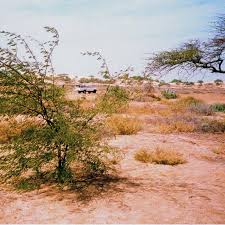 Image result for Pseudoprosopis