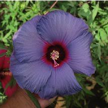 Blooming continuously from mid to late summer, the gigantic flowers, 10 in. Pdf Blue Angel Winter Hardy Hibiscus Hibiscus Moscheutos L