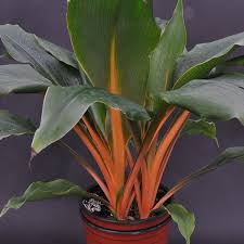 Image result for Chlorophytum affine