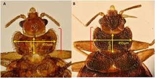 Image result for Cimex Lectularius L