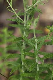 Image result for Wahlenbergia undulata