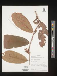 Image result for Acridocarpus chloropterus