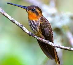Black Bird With Orange Stripe On Wing Http Www Abcbirds Org Newsandreports Botw Saw Billed Hermit Html Nature Birds Pet Birds Bird