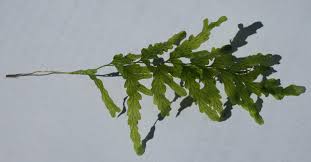 Image result for Polyphlebium