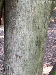 Image result for Millettia grandis