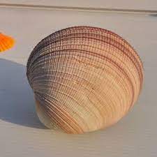 Giant clam shell sculpture bowl decorative ornament caramel. Couples Large Clam Shell 10cm Big Natural Conch Pearl Shell Clam Home Decoration Clam Shell Natural Nautical Ornaments Shells Starfishes Aliexpress