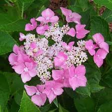'robert', commonly sold under the trade name of let's dance moonlight, is a mophead cultivar that is part of the let's dance series of reblooming hydrangeas. Hydrangeas Old Heritage Garden Center