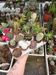 Image result for Euphorbia halipedicola