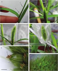 Image result for Setaria viridis