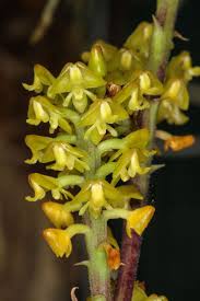 Image result for Polystachya golungensis