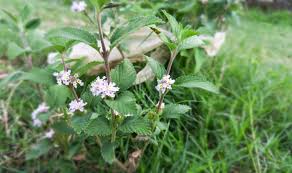 Image result for Lippia plicata
