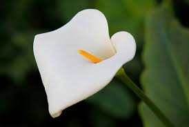 Check spelling or type a new query. Different Types Of Lilies Marin Independent Journal