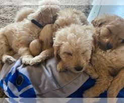 These standard f1b goldendoodle puppies were born. Puppyfinder Com Goldendoodle Puppies Puppies For Sale Near Me In Illinois Usa Page 1 Displays 10