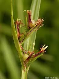 Image result for Scleria