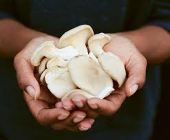 Maybe you would like to learn more about one of these? Gardening How To Grow Mushrooms Indoors Heraldscotland