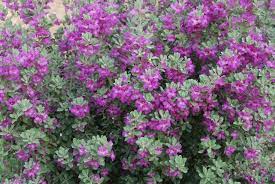Many customers are looking for contrast in their landscape and these bushes with purple leaves do. Flowering Shrubs Summer Color That Beats The Heat Premier Nursery Purple Flowers Purple Garden Flower Stock Photography