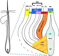 In order for chemical processes, such as hair color or relaxers, to be effective on the hair strand, they have to get past the cuticle layer (think of the cuticle layer as the big brother in large family of kids who protects the younger, more vulnerable kids). Schematic Of The Hair Follicle Bulb The Diagram Depicts The Distinct Download Scientific Diagram