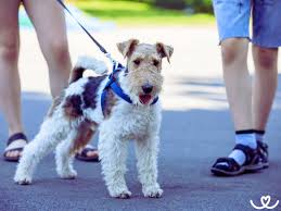 Image result for foxterier drsnosrstý