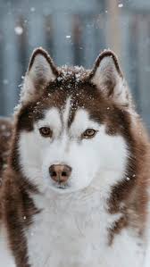 Alaskan malamute mungkin adalah yang tertua dan pasti yang terbesar dari kereta luncur anjing arktik. 39 Ide Anjing Husky Terbaik Di 2021 Anjing Husky Anjing Hewan
