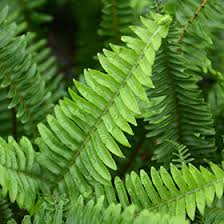 Image result for Nephrolepis biserrata