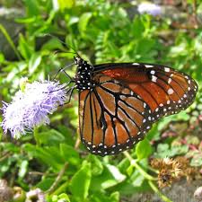 Soldier Butterfly Male Danaus Eresimus The Soldier Butterly Resembles The Monarch Butterfly And More Closely Res Tropical Forest Milkweed Monarch Butterfly
