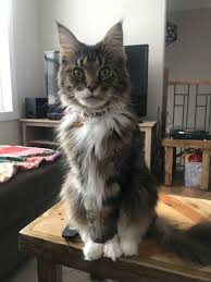 got home this morning from a week long holiday my cat keeps staring at me like he can t believe i came back cats crazy cats christmas cats