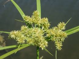 Image result for Cyperus