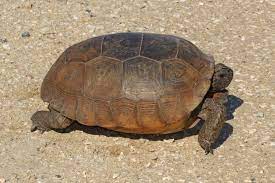 Check spelling or type a new query. Gopher Tortoise Wikipedia