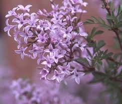 Image result for Trigonella laciniata