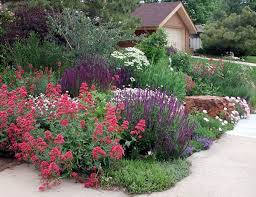Established Xeric Garden They Feature Gardens With Low Water Needs High Beauty Looks Mile High Landscapi Xeriscape Landscaping Xeriscape Yard Landscaping