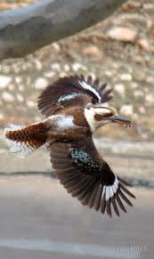 Australian Birds In Flight Images Kookaburra In Flight By Cindy Hitch Australian Birds Australian Animals Beautiful Birds