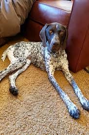 If you're concerned or would like to help out with german shorthaired pointer rescue, you'd be glad to know that there is an entire network dedicated to the rescue of this dog breed. Want To Adopt A Pet Here Are 7 Lovable Pups To Adopt Now In Omaha