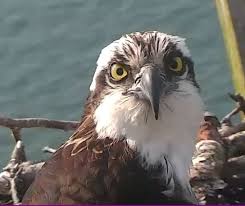 Birds Of Prey Cape Cod Pin On Osprey