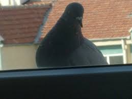 Hayvanlarin Yemek Verin Lan Kis Ayindayiz Inci Sozluk