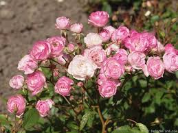 Mozart S Lady Rose Photo Rose Photos Rose Shrub Roses