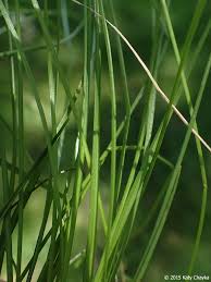 Image result for Carex leptosaccus