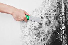 Mix one cup of bleach in a gallon of water, apply to the surface and don't rinse. How To Get Rid Of Mold The Ultimate Guide Oh So Spotless