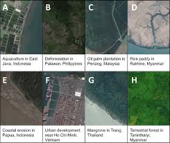 Mangrove forests are located mainly on the western coast of malaysia, and their role cannot be overestimated. Rates And Drivers Of Mangrove Deforestation In Southeast Asia 2000 2012 Pnas