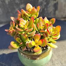 Image result for Crassula rhodesica