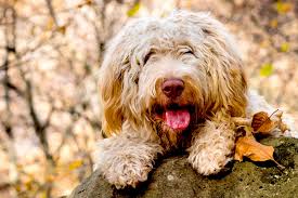 Originating in the mountains of romagnolo in italy, the lagotto romagnolo were at first used as a water retriever and hunter. Lagotto Romagnolo Dog Breed Information And Characteristics Daily Paws