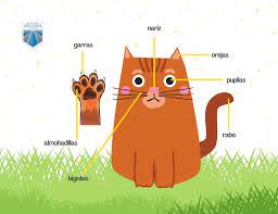 Meow The Ultimate Vocabulary Guide To Your Cat In Spanish
