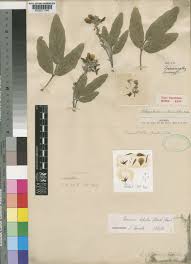 Image result for Eminia antennulifera