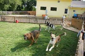 Are you a new pet parent, or looking to bolster your pet care skills? Dog Daycare Wikipedia