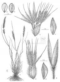 Image result for Enneapogon desvauxii