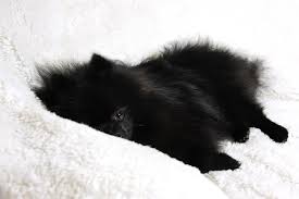 Black American Eskimo Dog Price Black Pomimo Mix Breed Of American Eskimo And Pomeranian Pomeranian Dog American Eskimo Dog Black Pomeranian