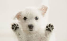 puppy wallpapers for desktop 67 images