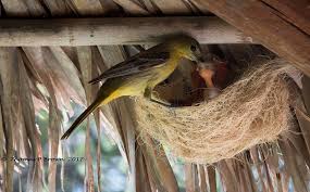 Bird id provides easy access to an extensive database of information on world birds and enables you to quickly identify birds, view detailed bird information and record your sightings. The Beautiful Nests Of The Hooded Oriole 10 000 Birds